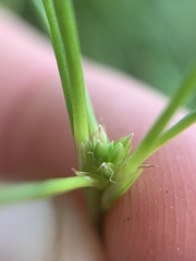 Juncus brachycephalus