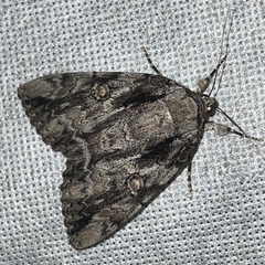 Catocala neogama