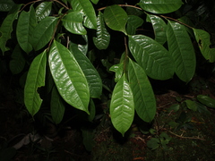 Image of Tapura guianensis