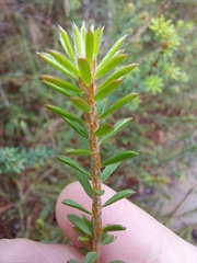 Pultenaea tuberculata