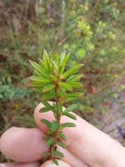 Pultenaea tuberculata