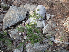 Sageretia wrightii