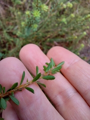 Pultenaea tuberculata