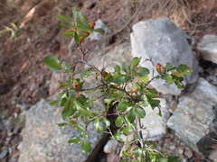 Sageretia wrightii