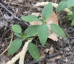 Acalypha neomexicana