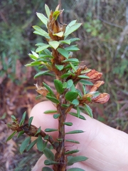 Pultenaea tuberculata