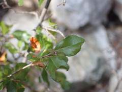 Sageretia wrightii