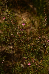 Boronia glabra