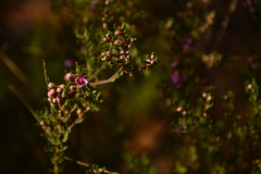 Boronia glabra