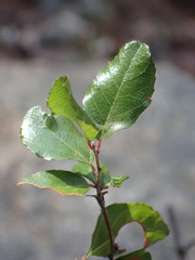 Sageretia wrightii