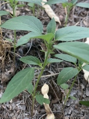 Acalypha neomexicana