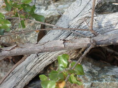 Sageretia wrightii