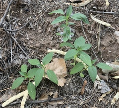 Acalypha neomexicana