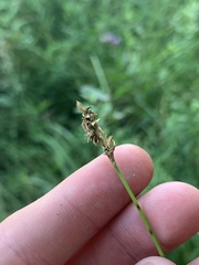 Carex prairea