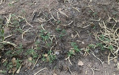 Acalypha neomexicana