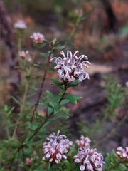 Grevillea sphacelata