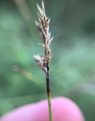 Carex prairea