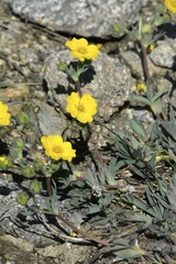 Potentilla diversifolia