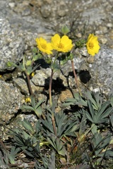 Potentilla diversifolia