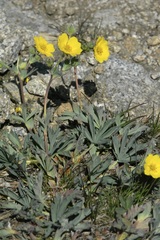Potentilla diversifolia