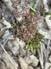 Leptosillia pistaciae