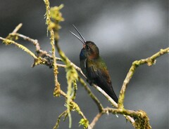 Urochroa bougueri