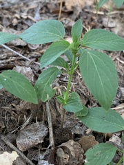 Acalypha neomexicana
