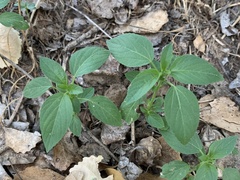 Acalypha neomexicana