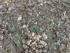 Acalypha neomexicana