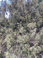 Metrosideros colensoi