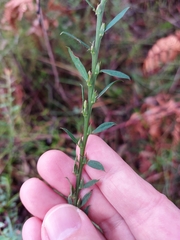 Bossiaea stephensonii
