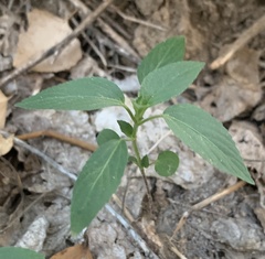 Acalypha neomexicana