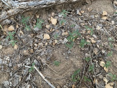 Acalypha neomexicana