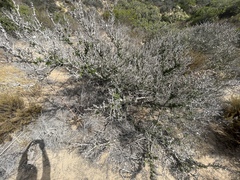 Leptosillia pistaciae