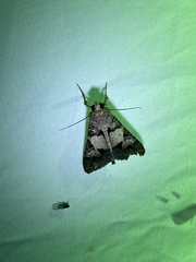 Melipotis agrotoides