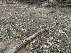 Acalypha neomexicana