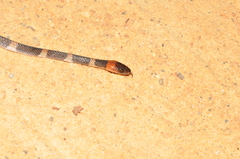 Oxyrhopus petolarius