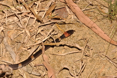 Oxyrhopus petolarius