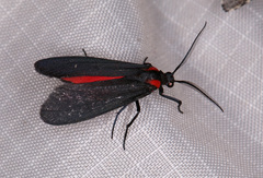 Lycomorpha splendens