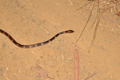 Oxyrhopus petolarius