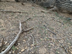 Acalypha neomexicana