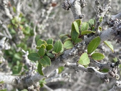 Leptosillia pistaciae