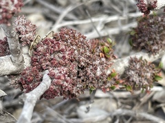 Leptosillia pistaciae