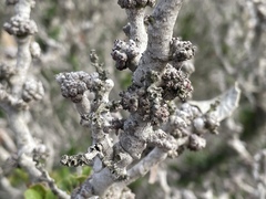 Leptosillia pistaciae