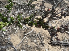 Leptosillia pistaciae
