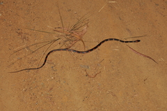 Oxyrhopus petolarius