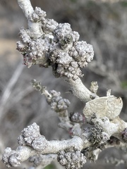 Leptosillia pistaciae