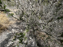 Leptosillia pistaciae