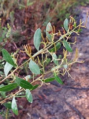 Acacia myrtifolia