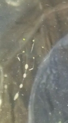 Stauridiosarsia bicircella
